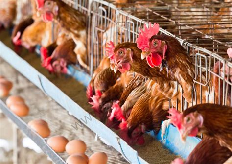 How To Manage A Poultry Farm Business